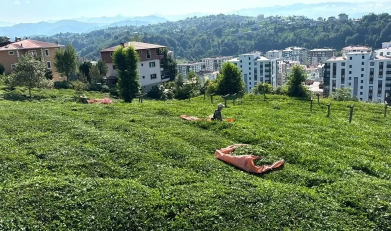 Rize'de 3. sürgün hasadı için son hazırlıklar tamamlandı