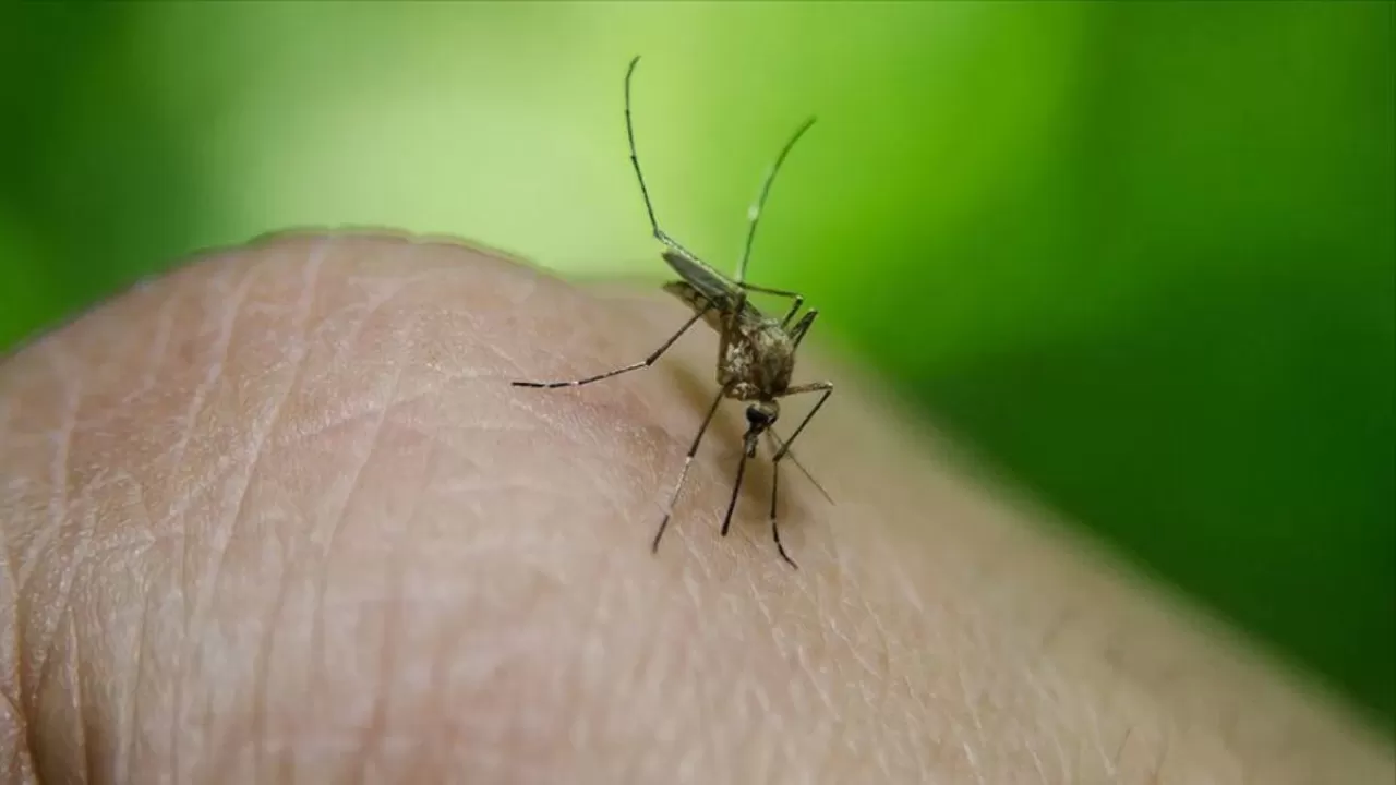 Sağlık Bakanlığı'ndan , Batı Nil Virüsü olan kişi sayısını açıkladı