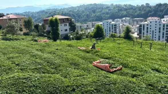 Rize'de 3. sürgün hasadı için son hazırlıklar tamamlandı