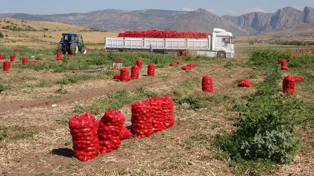 Soğan Toplama Zamanı Geldi! Pazarda 12 lira, peki tarlada ?