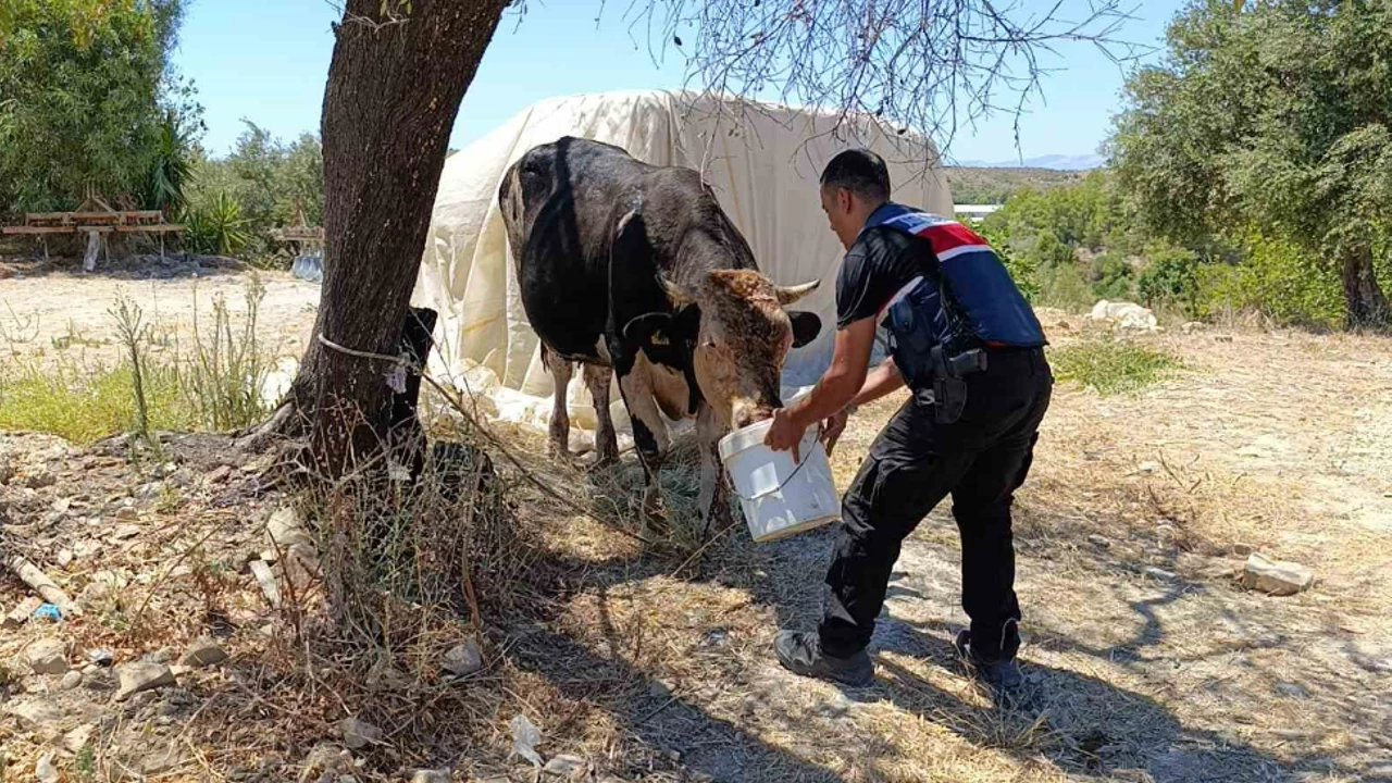 Ahırda meydana gelen dehşet verici yangında onlarca hayvan telef oldu!